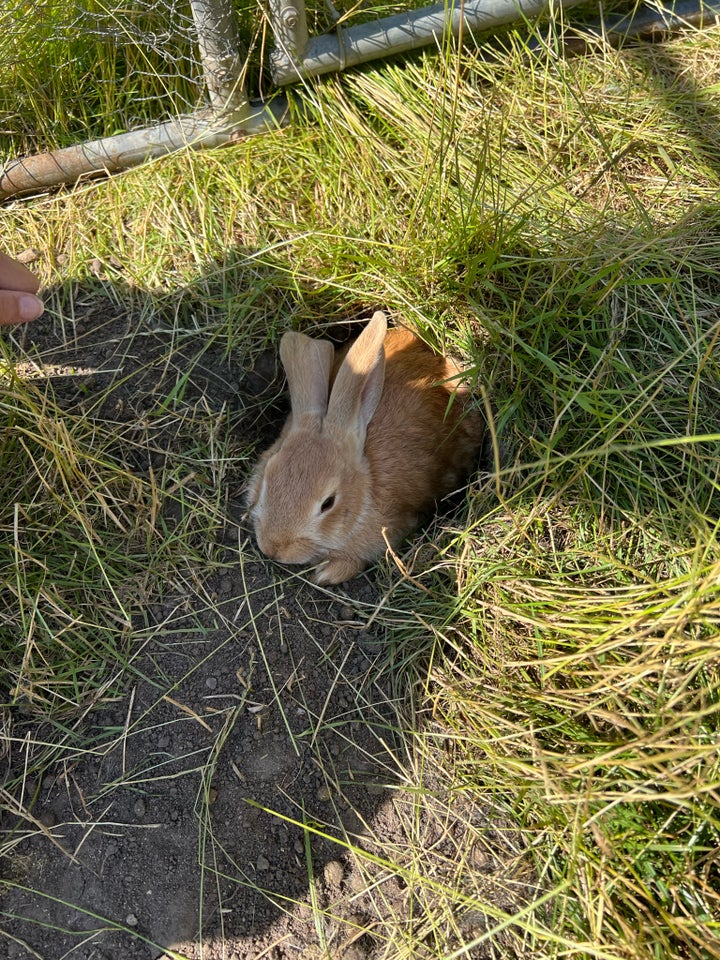 Kanin Dværgkanin 1 år