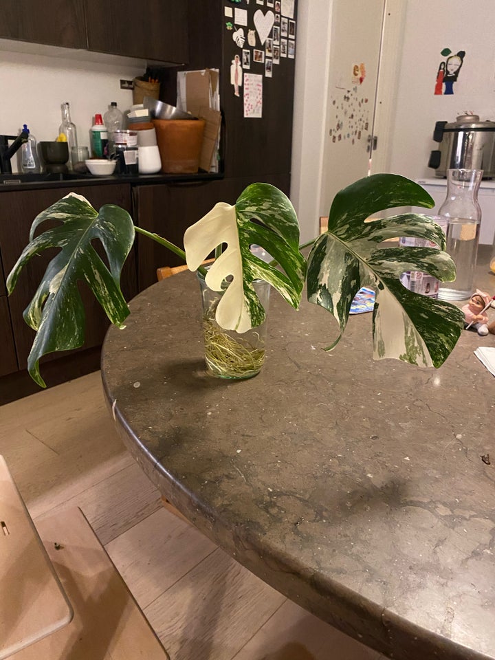 Monstera Albo variegata , Monstera