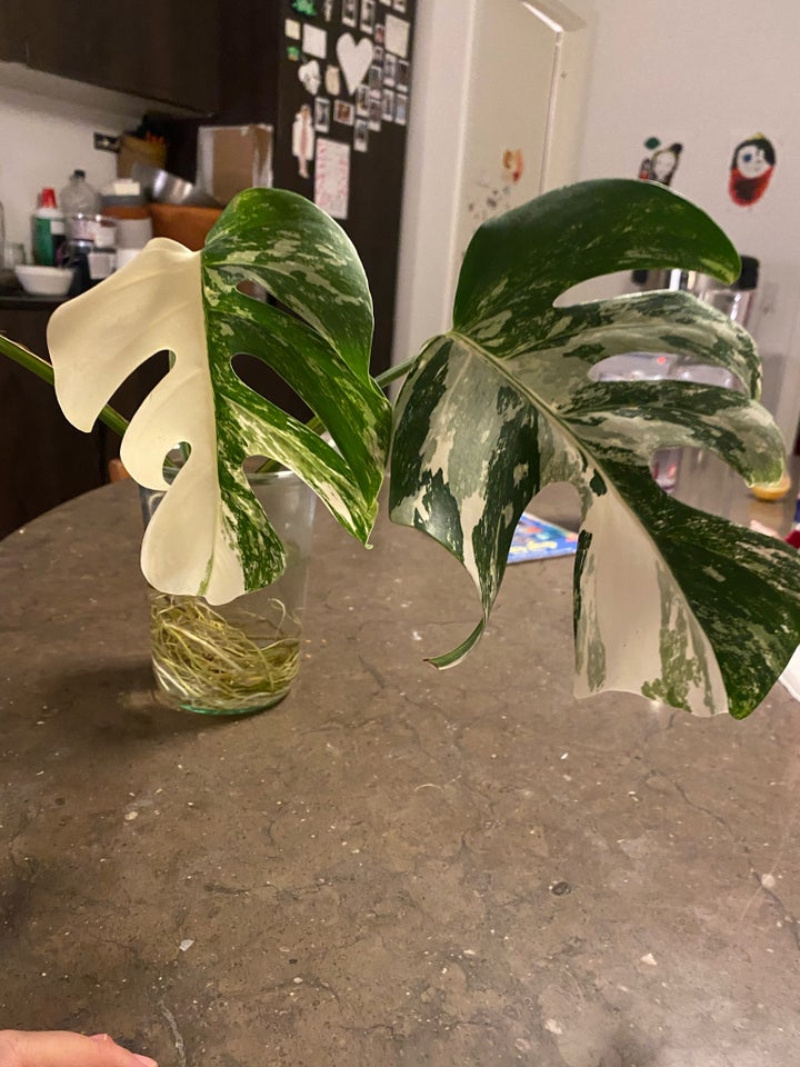 Monstera Albo variegata , Monstera