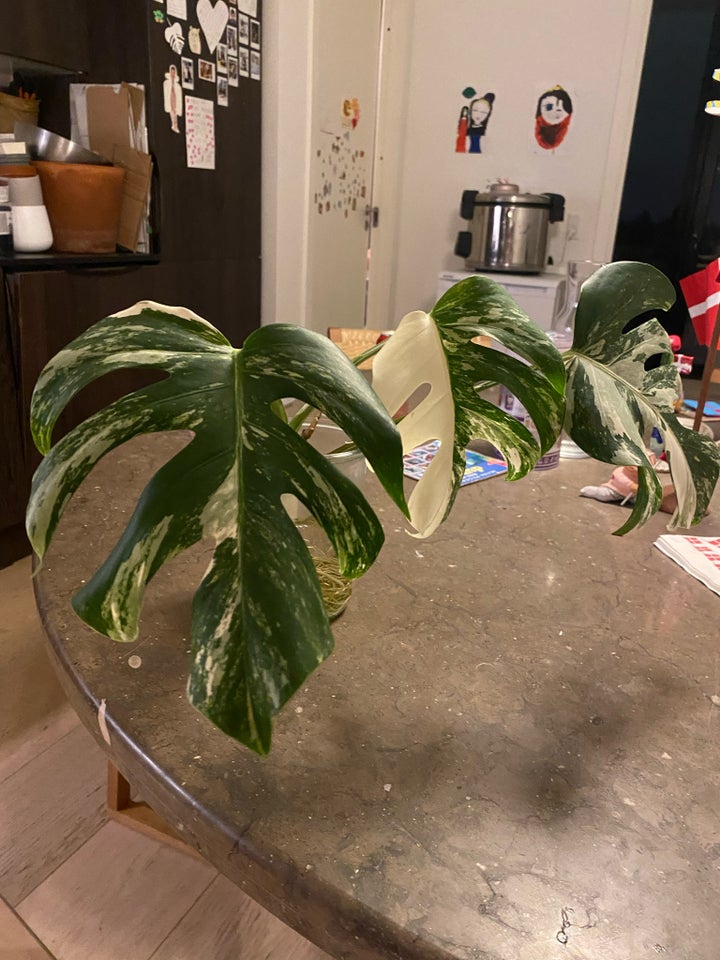 Monstera Albo variegata , Monstera