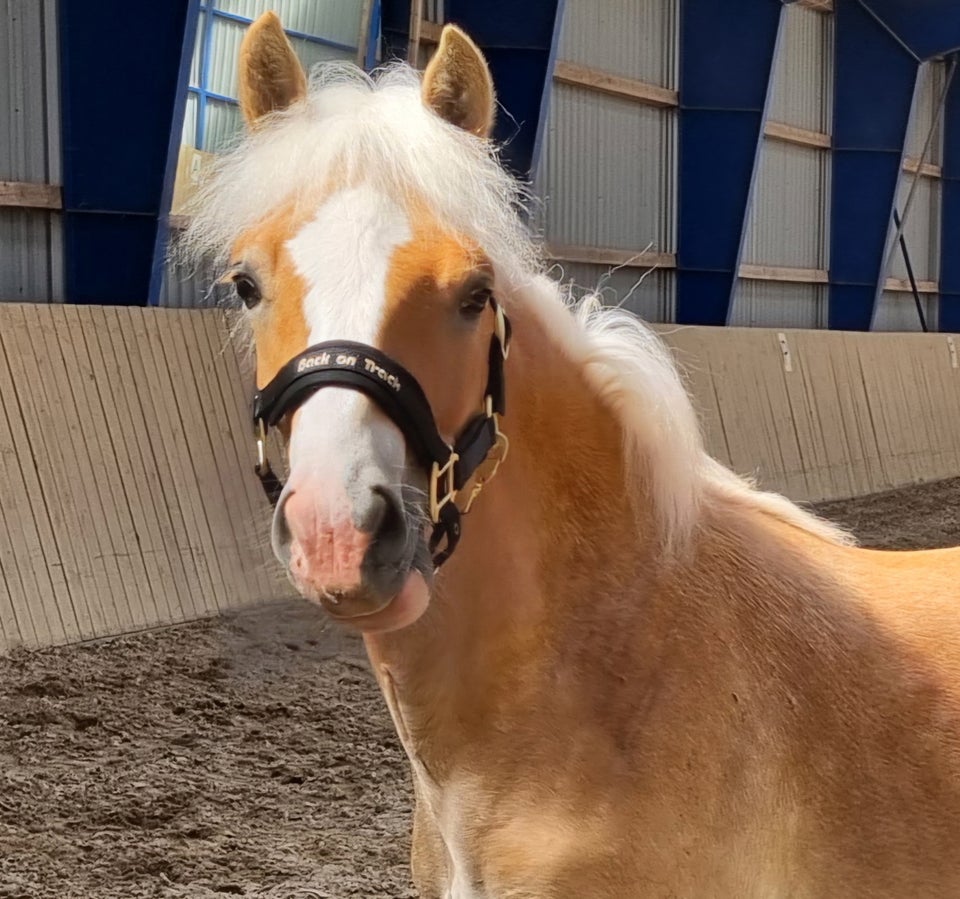 Haflinger hingst 1 år