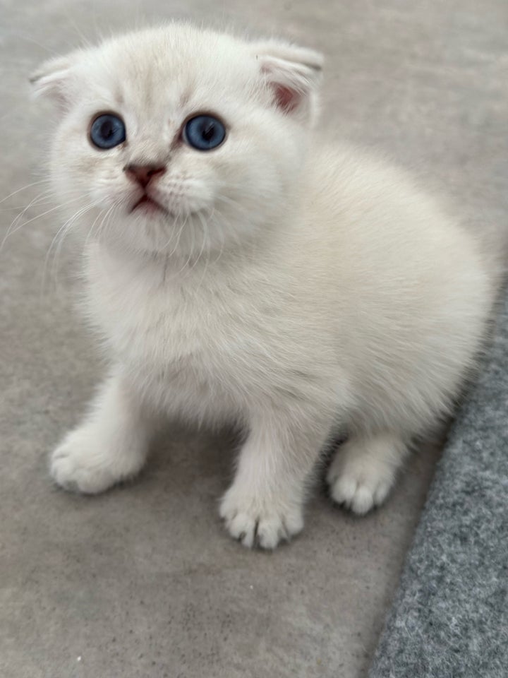 Hankilling, Scottish fold, 12 uger