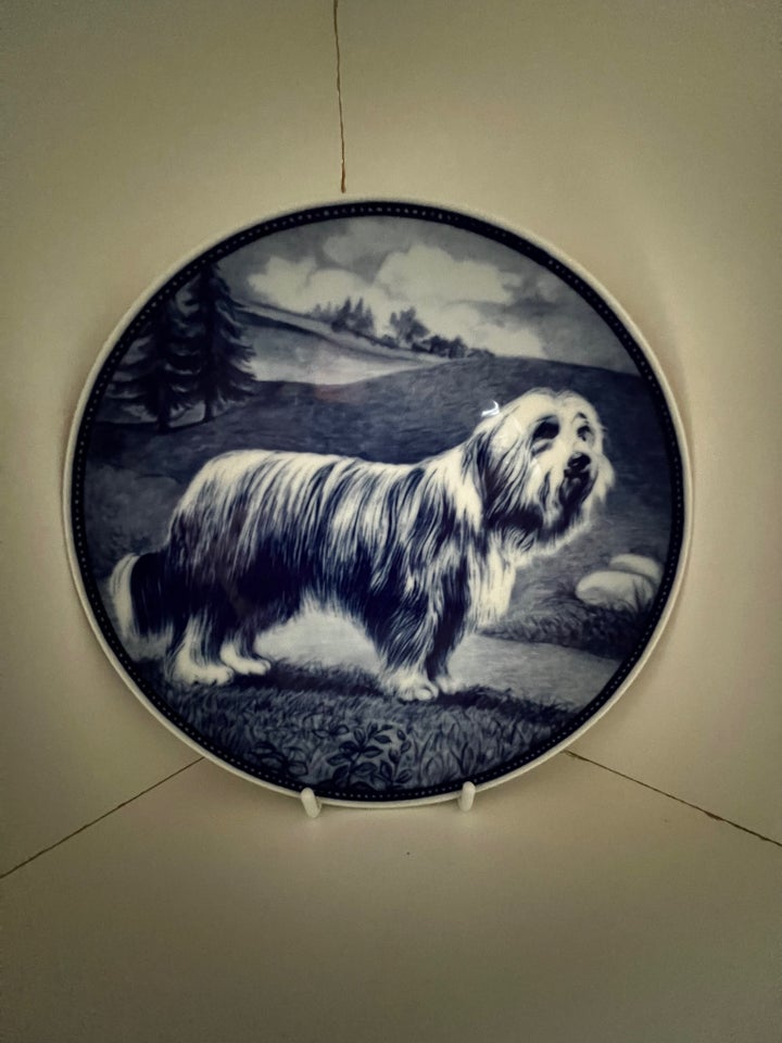 BEARDED Collie