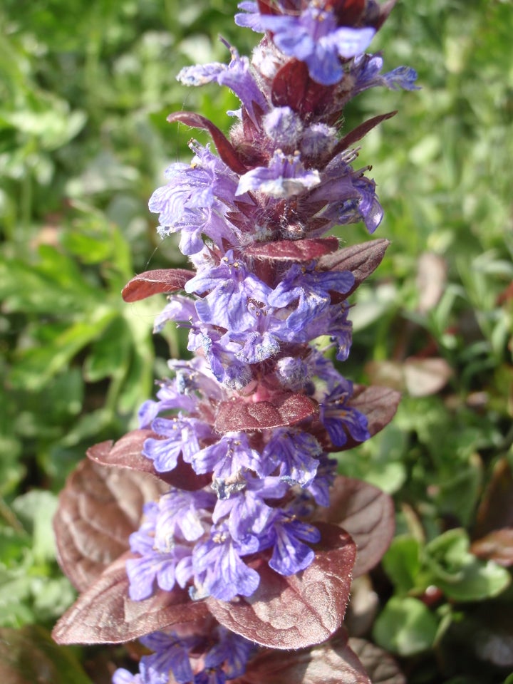 Stauder, Ajuga reptans