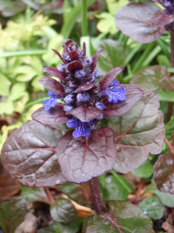 Stauder, Ajuga reptans