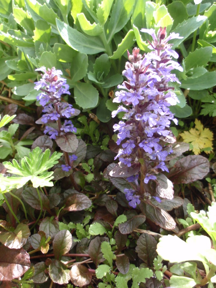 Stauder, Ajuga reptans