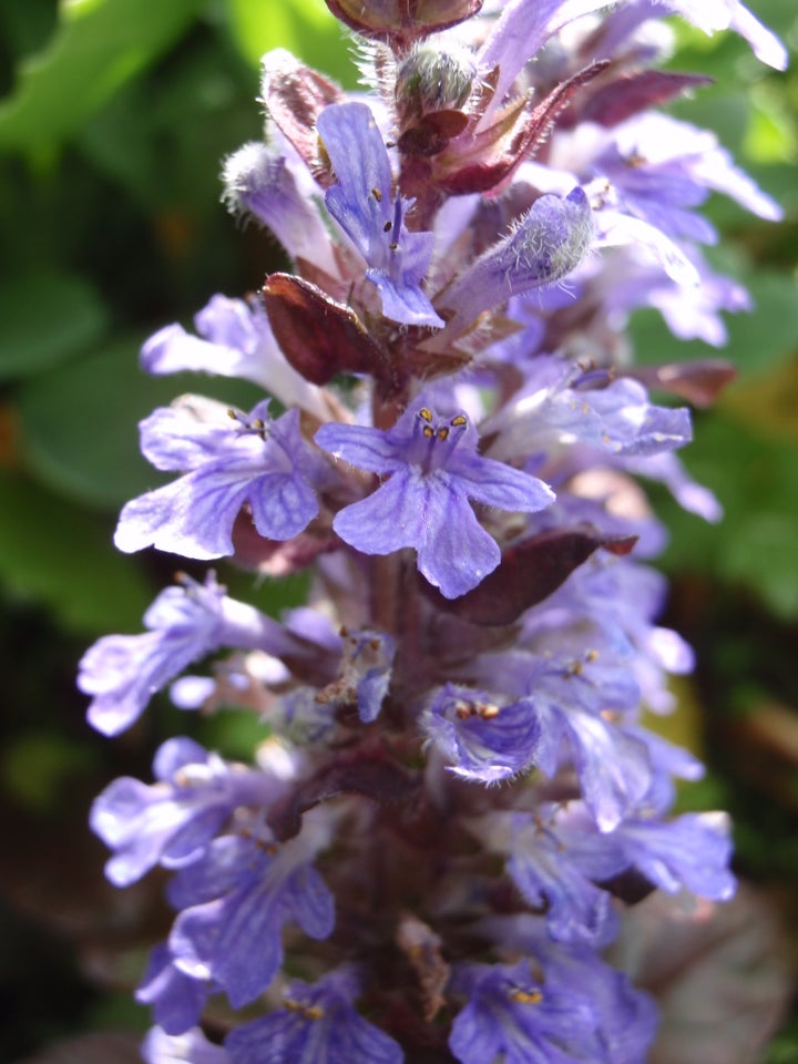 Stauder, Ajuga reptans