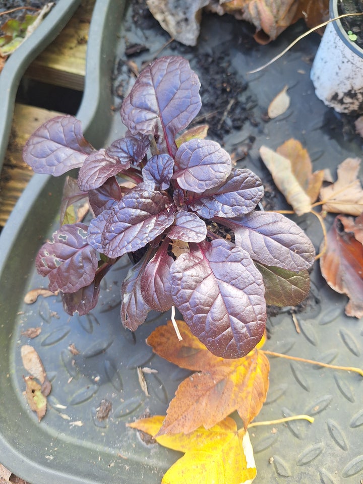 Stauder, Ajuga reptans