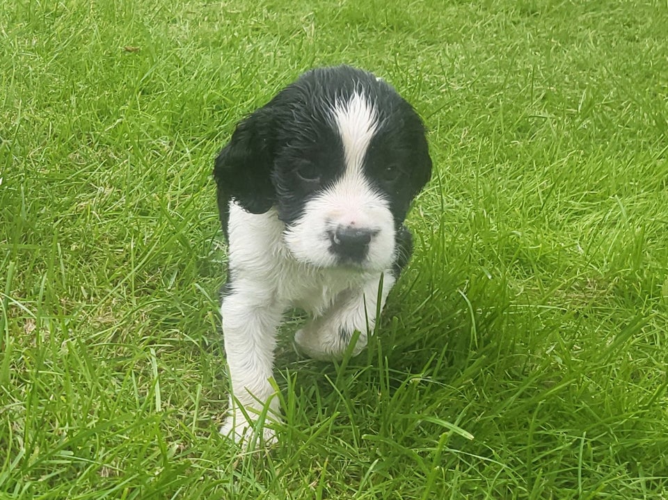 Engels Springer spaniel hva