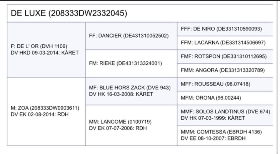 Dansk Varmblod hingst 1 år