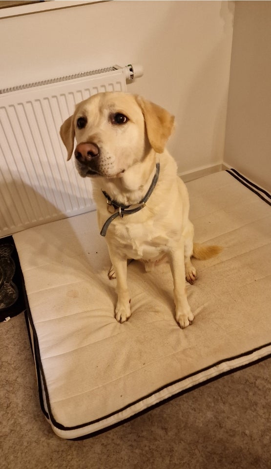 Schæfer/labrador, hund, 8 år