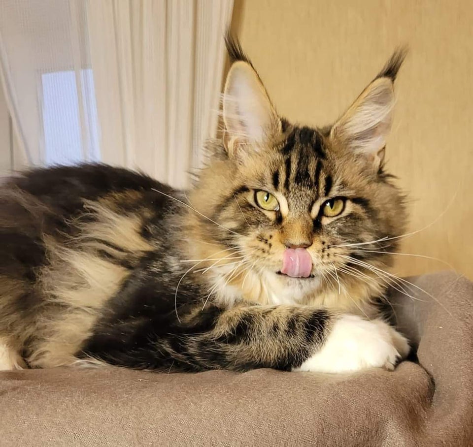 Maine Coon, hunkat, 12 mdr.