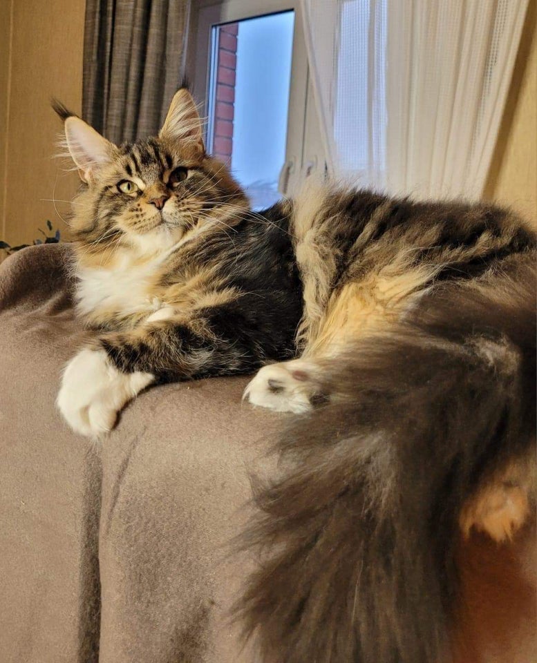 Maine Coon, hunkat, 12 mdr.