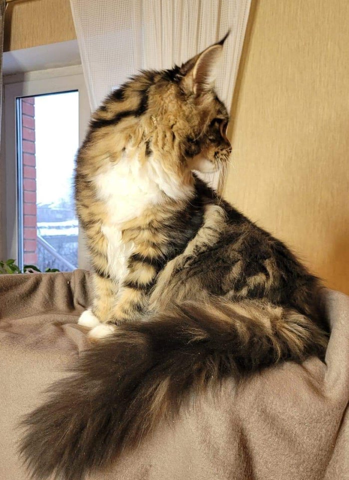 Maine Coon, hunkat, 12 mdr.