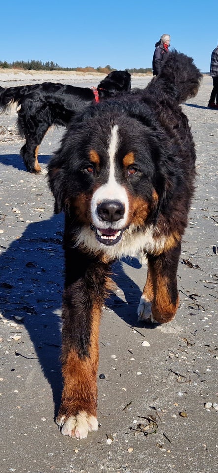 Berner Sennenhunde puppies