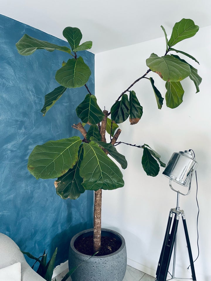 Ficus lyrata violin figen