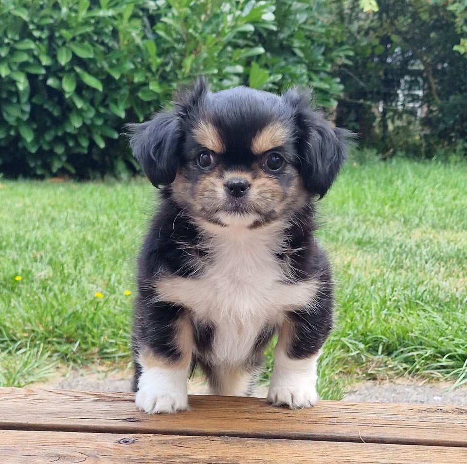 Tibetansk Spaniel, hvalpe, 8 mdr.