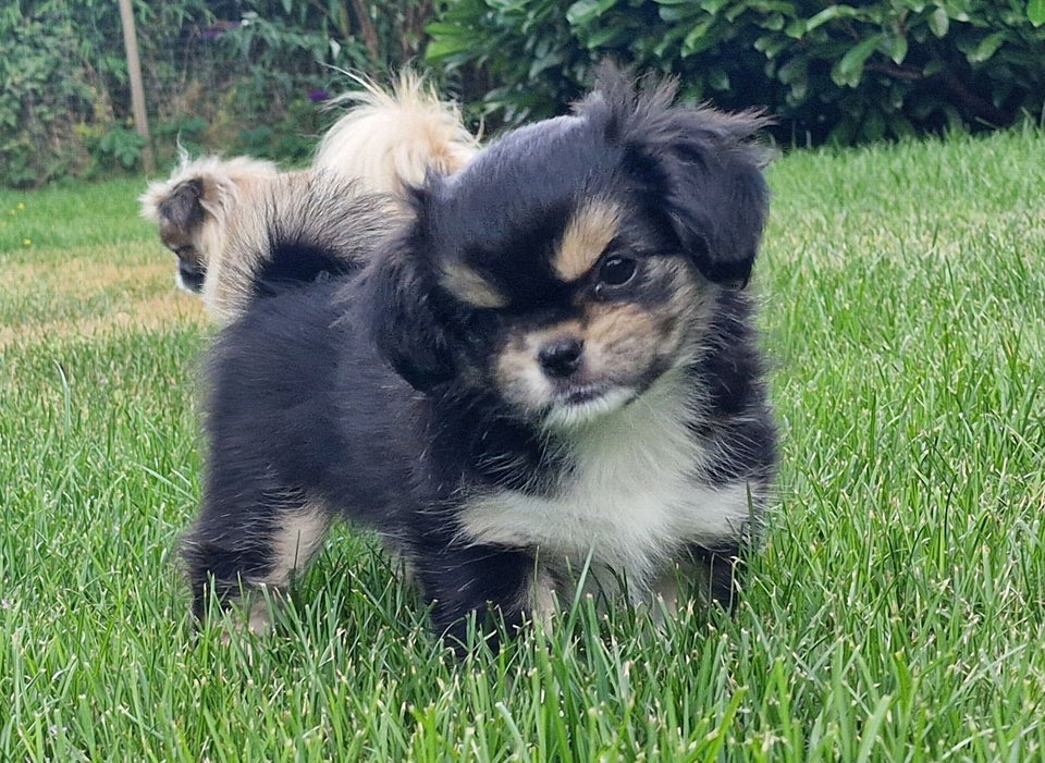 Tibetansk Spaniel, hvalpe, 8 mdr.