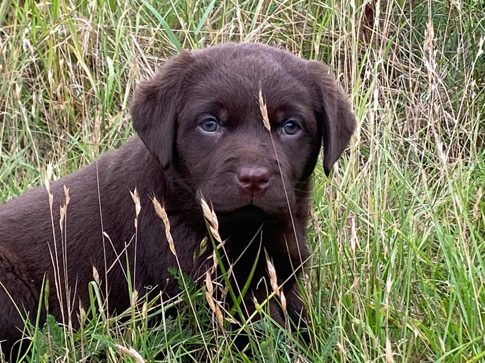 Lækre brune labradorbamser