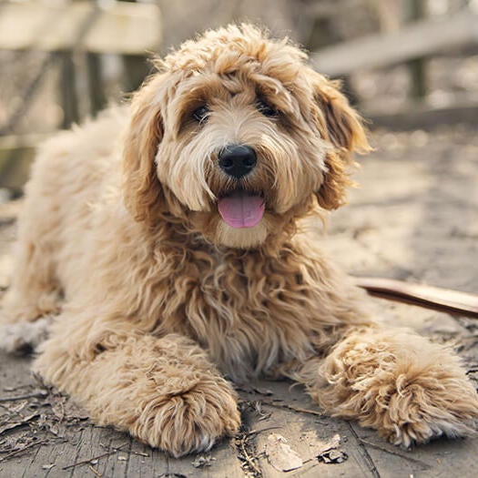 Goldendoodle søger