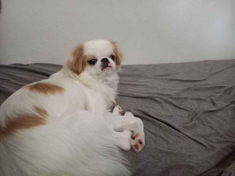 Japanese chin, hund, 11 mdr.