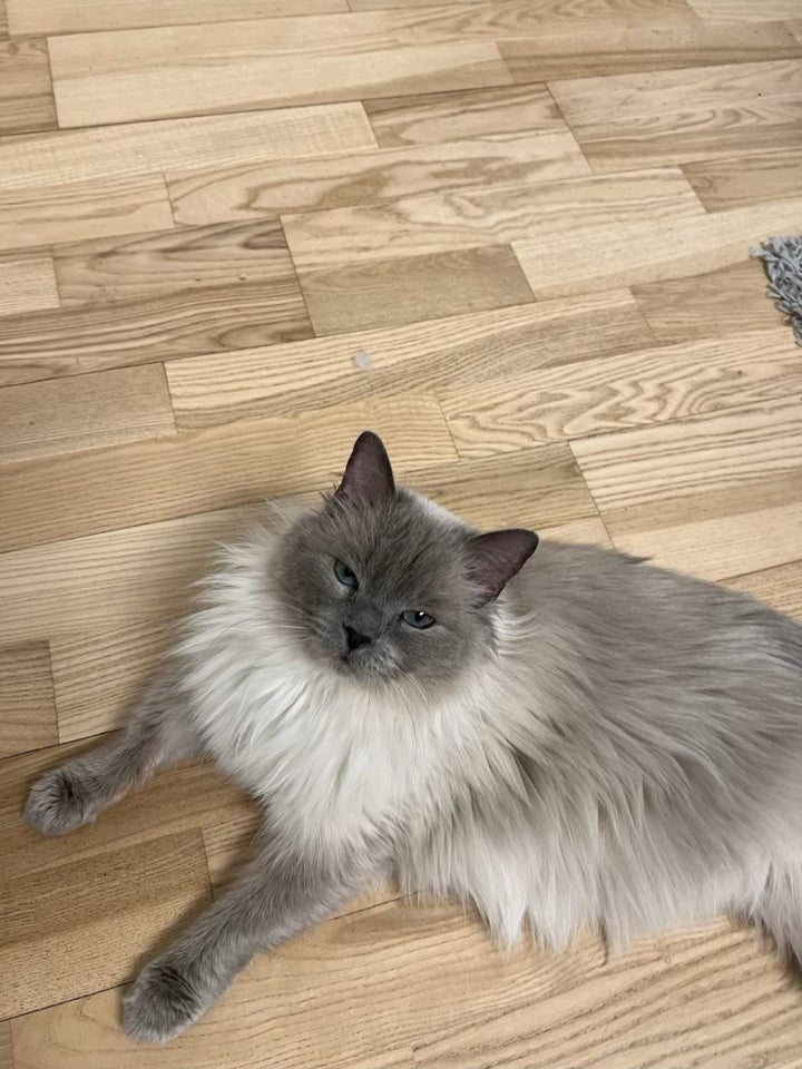 Hunkat Ragdoll 3 år