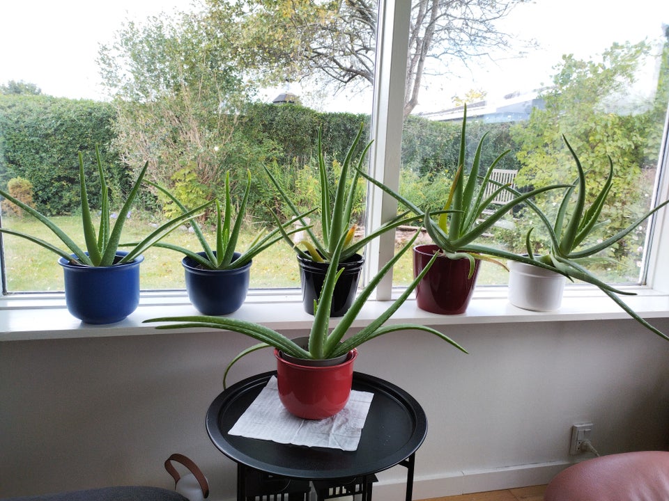 Stueplanter , Aloevera