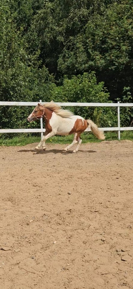 Blanding vallak 2 år