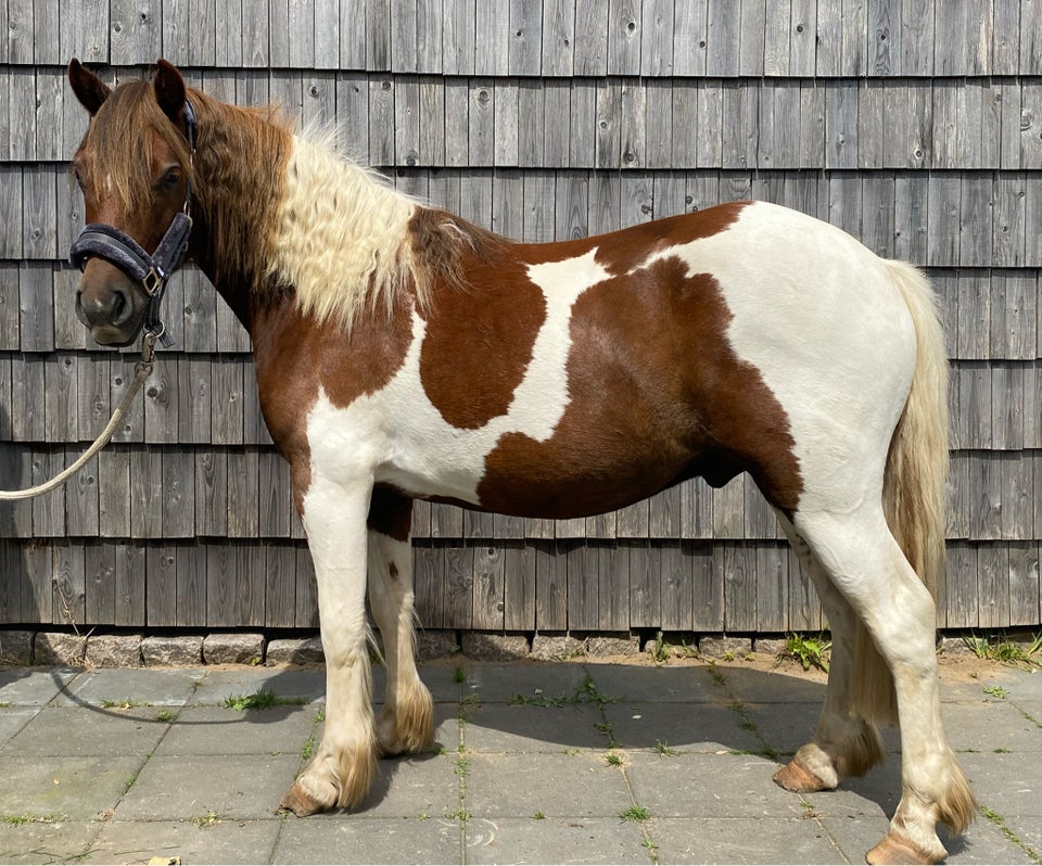 Blanding vallak 3 år