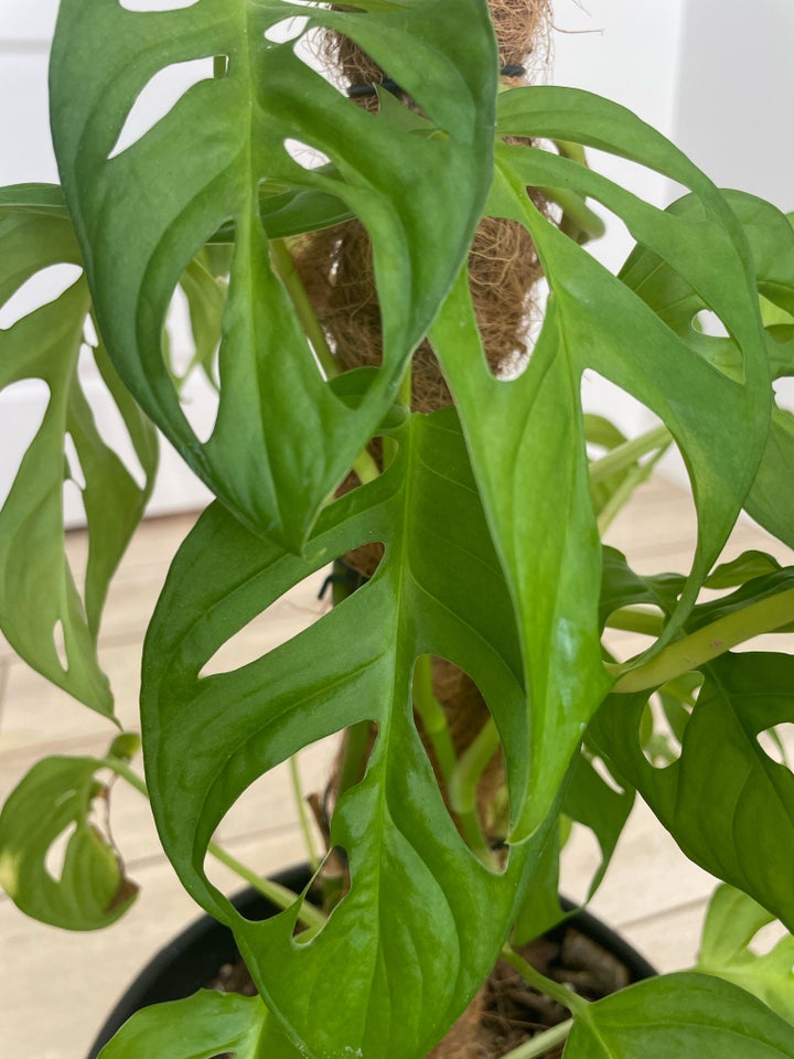 Monstera Adansonii cuttings