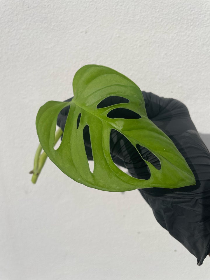 Monstera Adansonii cuttings