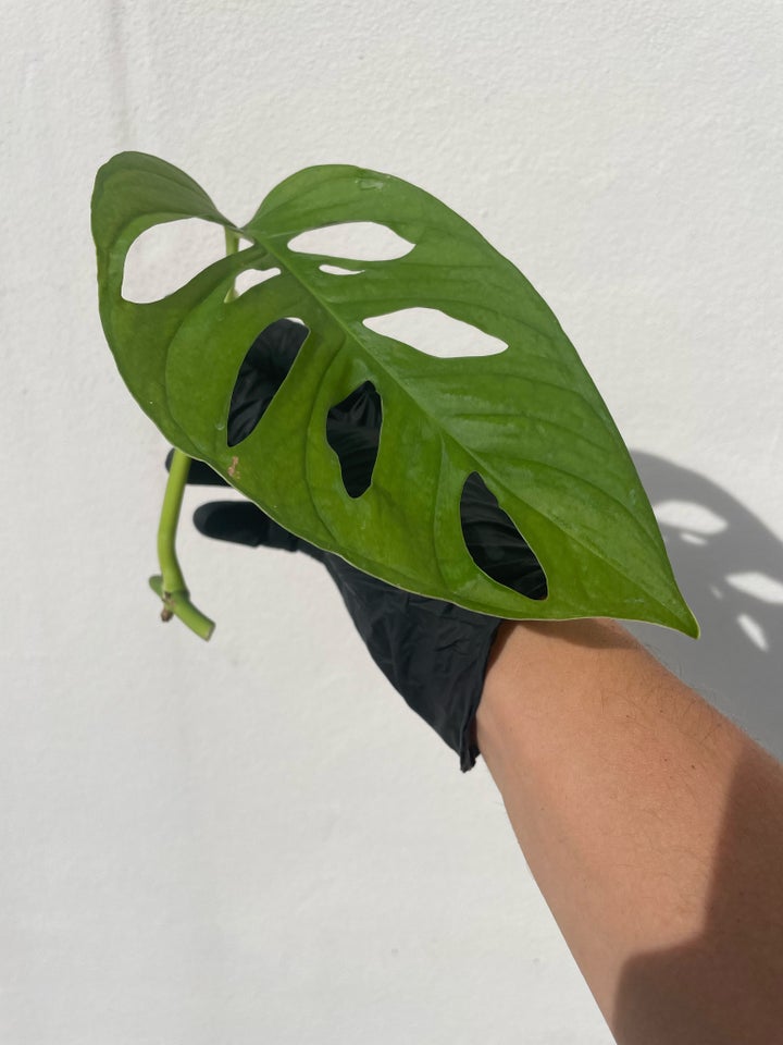 Monstera Adansonii cuttings