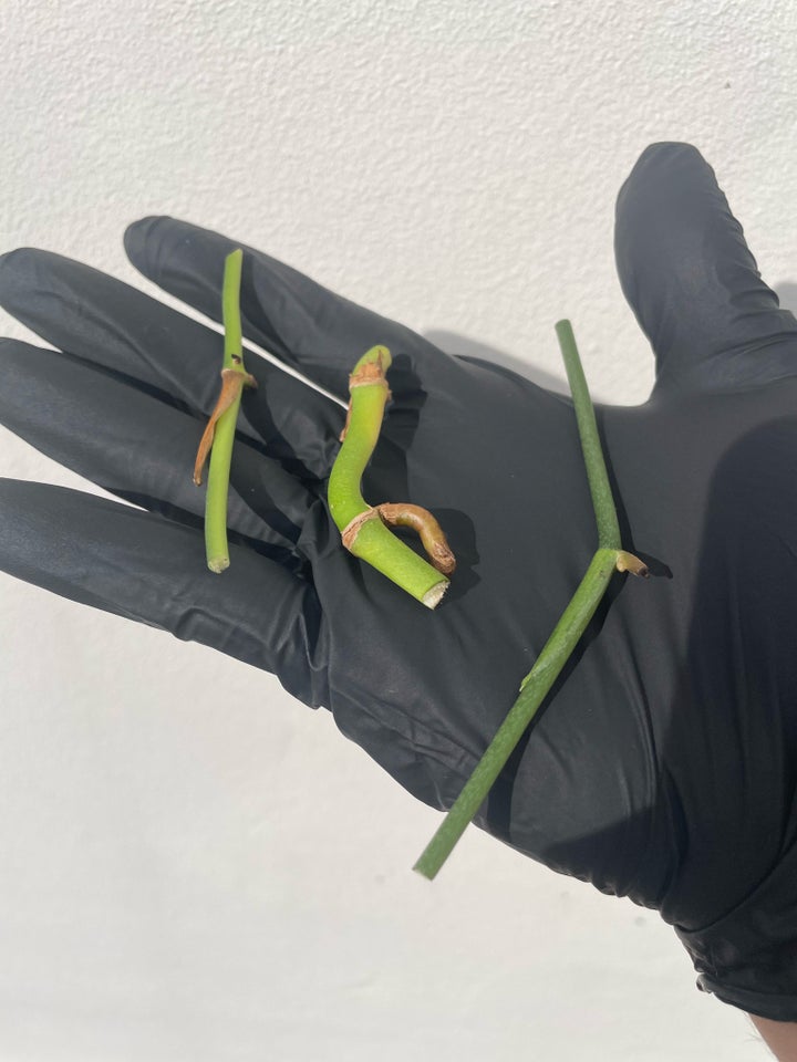 Monstera Adansonii cuttings