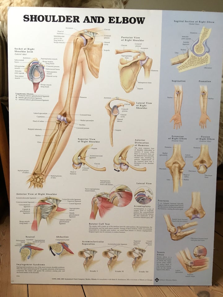 Anatomiske plancher b: 50 h: 66