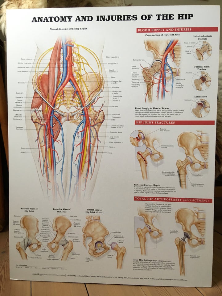 Anatomiske plancher b: 50 h: 66