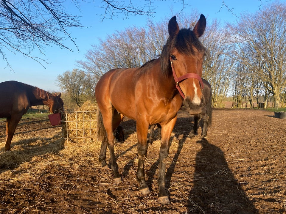 Traver vallak 1 år