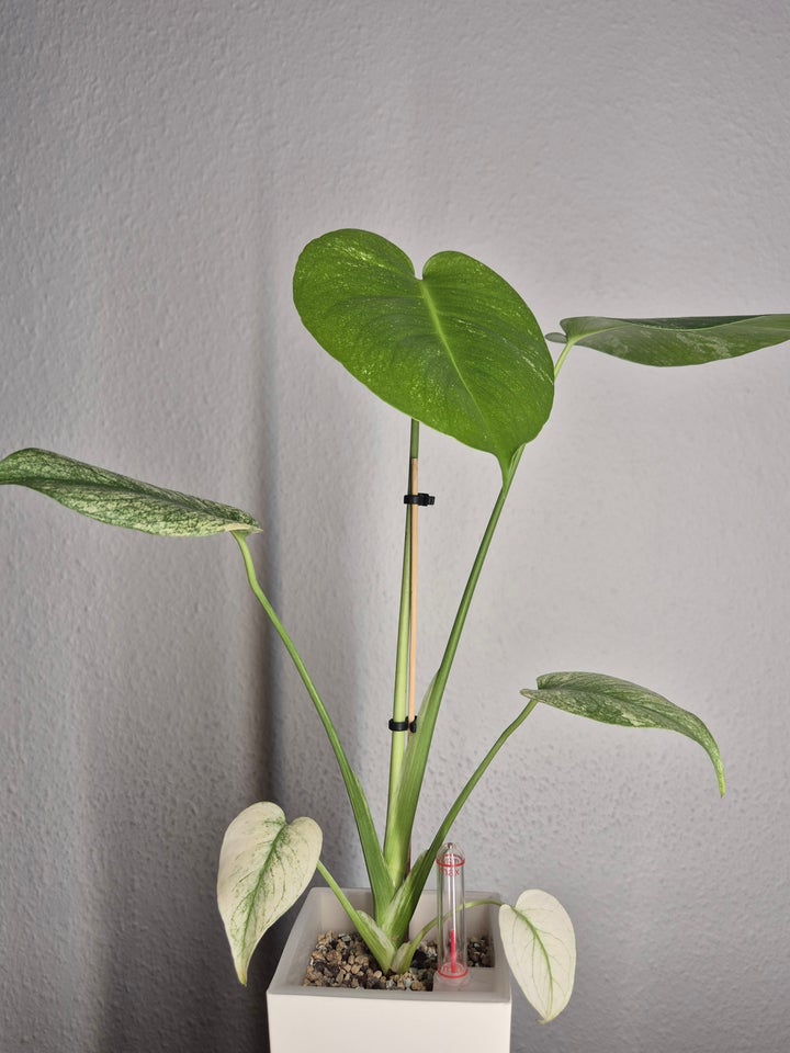 Stueplante, Monstera Mint