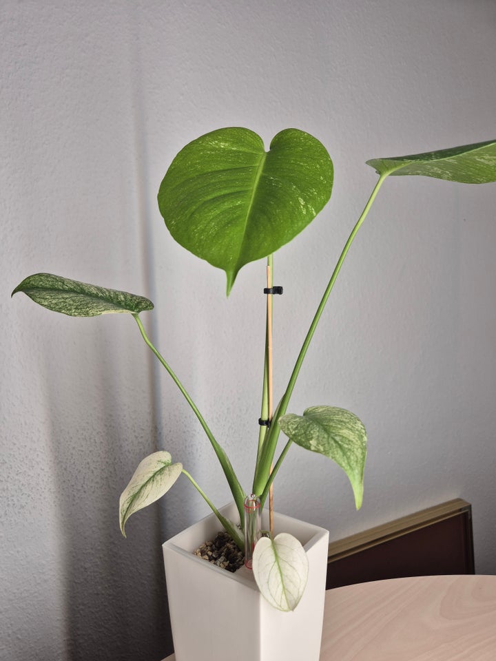 Stueplante, Monstera Mint