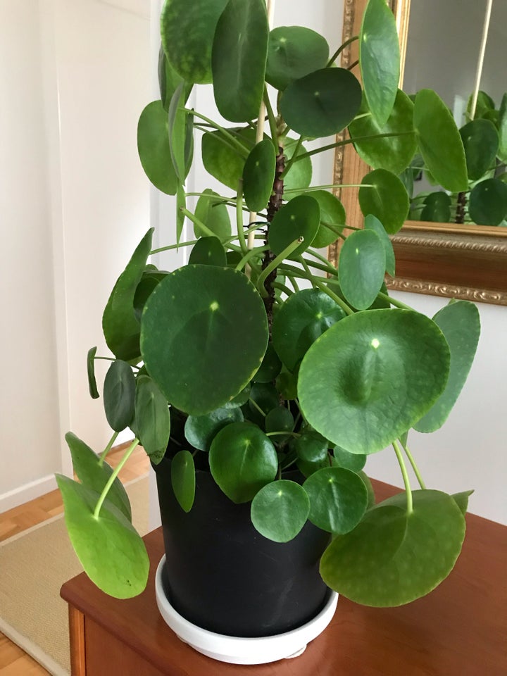 Stueplante PILEA Kinesisk