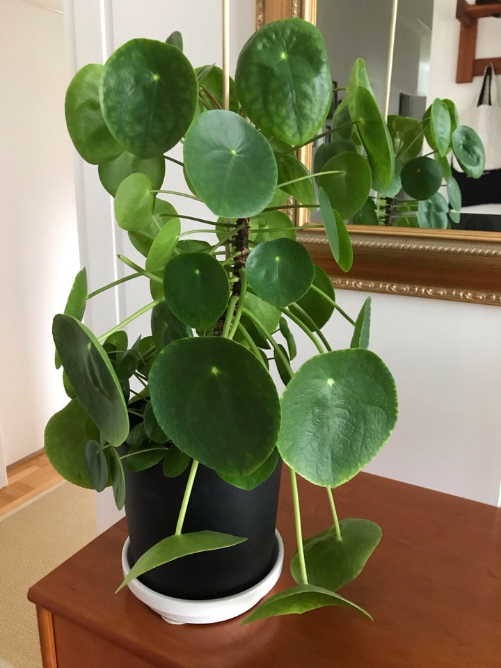 Stueplante PILEA Kinesisk