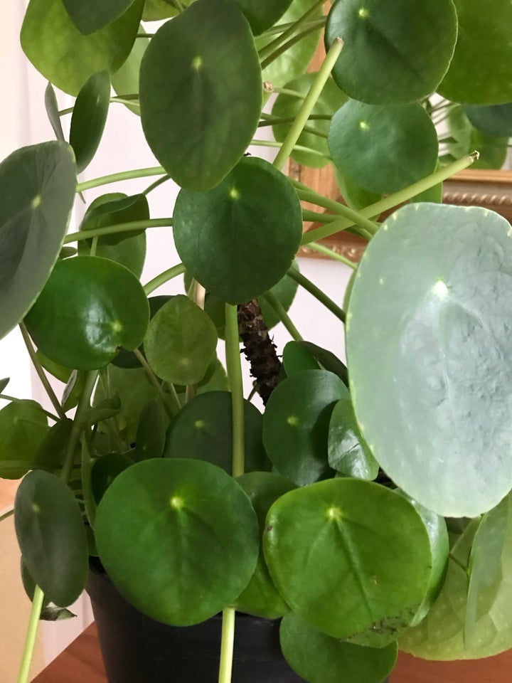 Stueplante PILEA Kinesisk