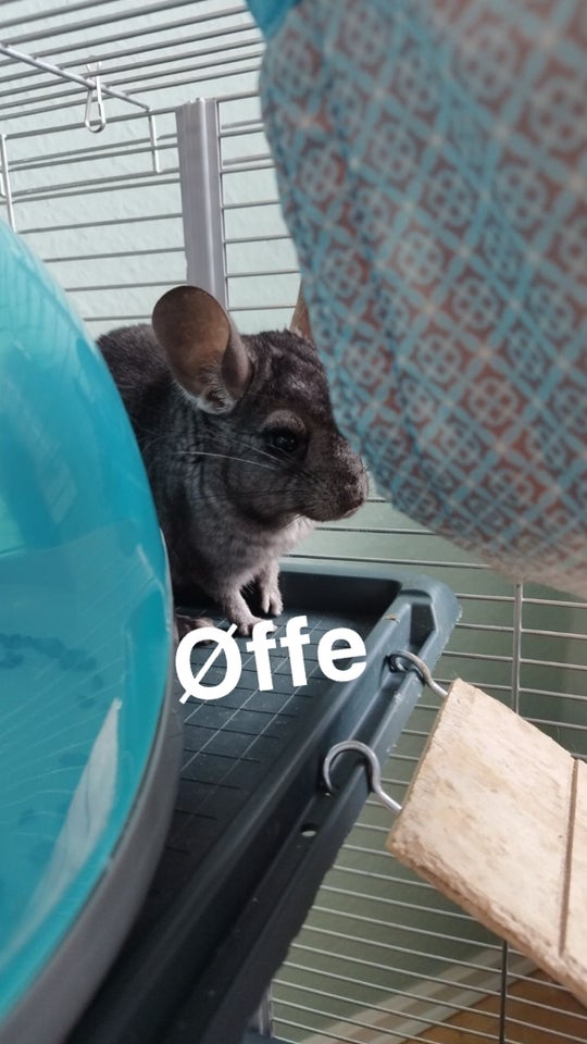 Chinchilla, 0 år