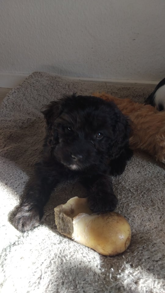 Cavapoo, hvalpe, 8 uger