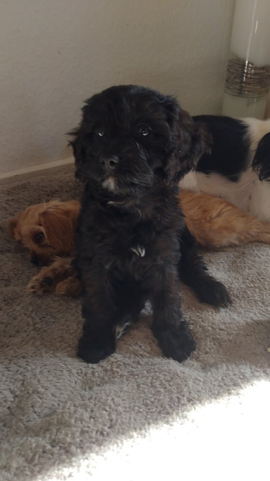 Cavapoo, hvalpe, 8 uger