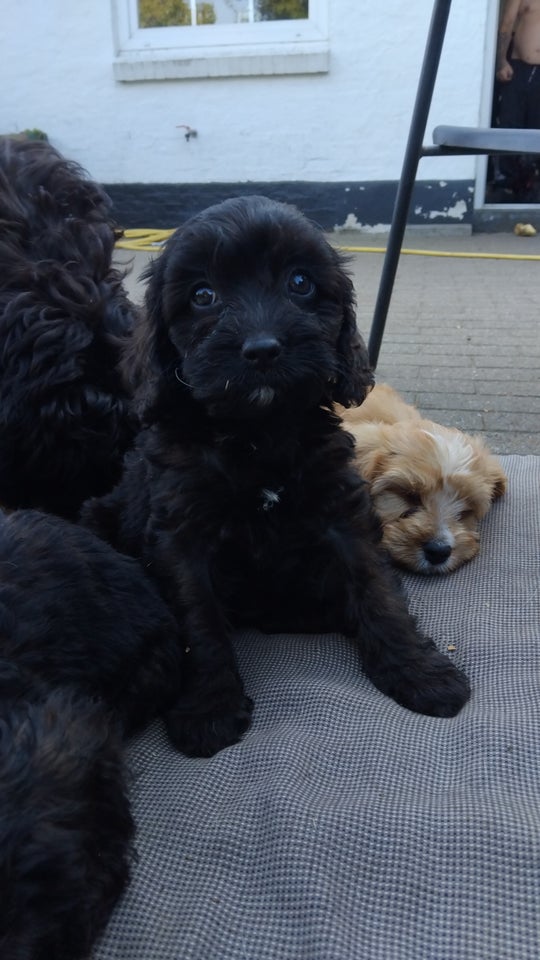 Cavapoo, hvalpe, 8 uger