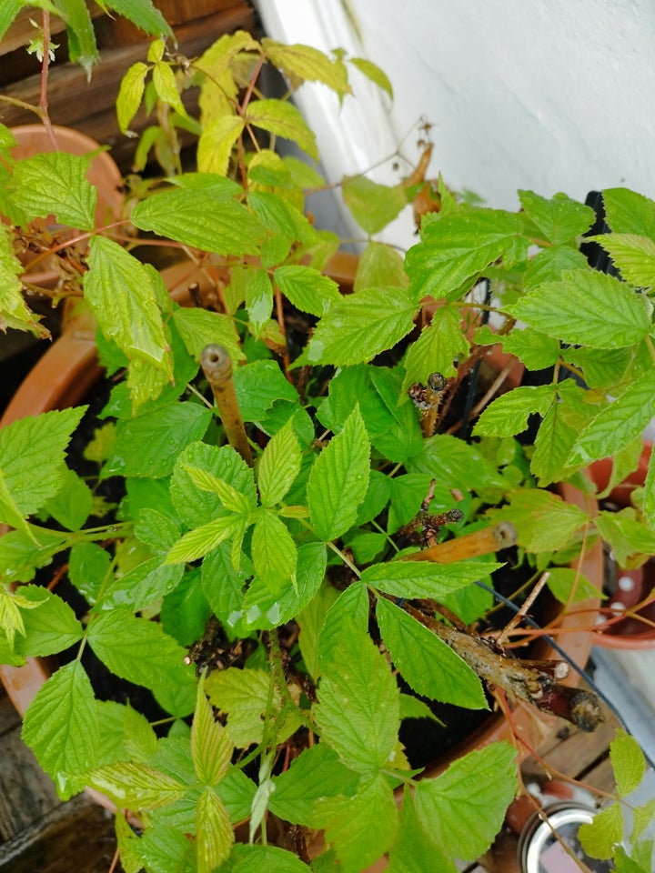 Raspberry plant incl pot