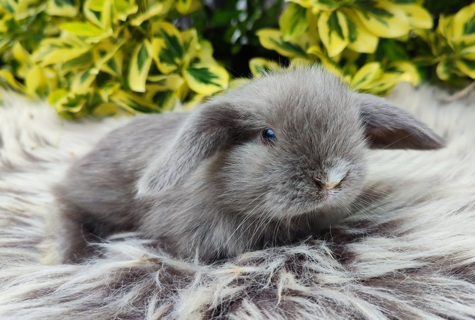 Kanin Minilop mini lop 0 år