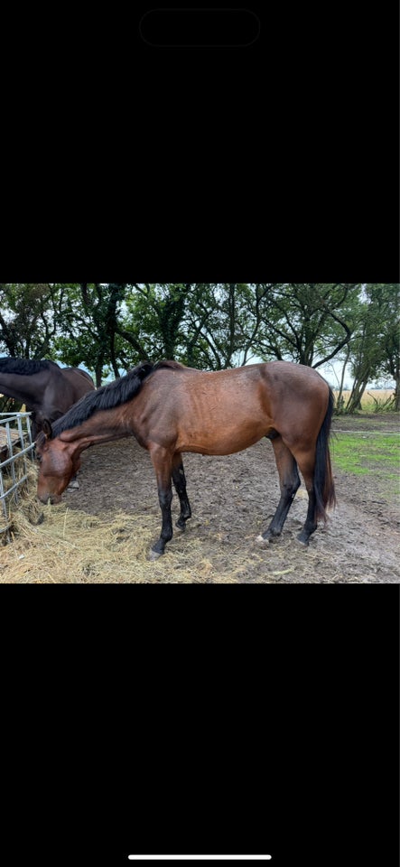 Blanding - varmblod vallak 2 år