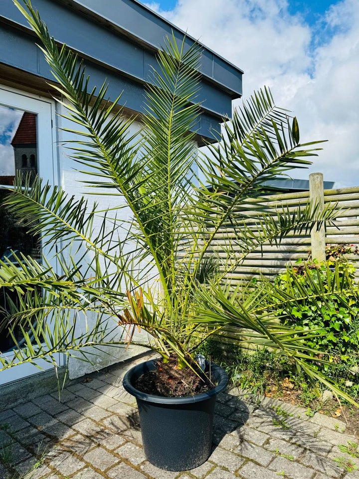 Daddelpalme Phoenix Canariensis