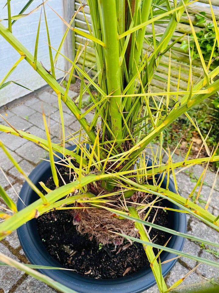 Daddelpalme Phoenix Canariensis